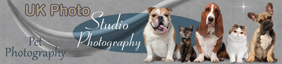 Pet Photography Banner